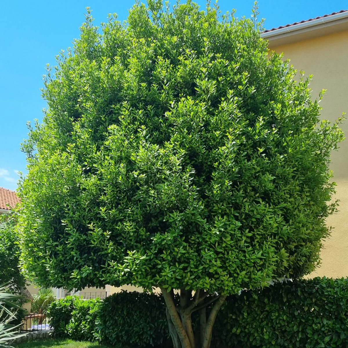 Zaraslo dvorište prije uređenja